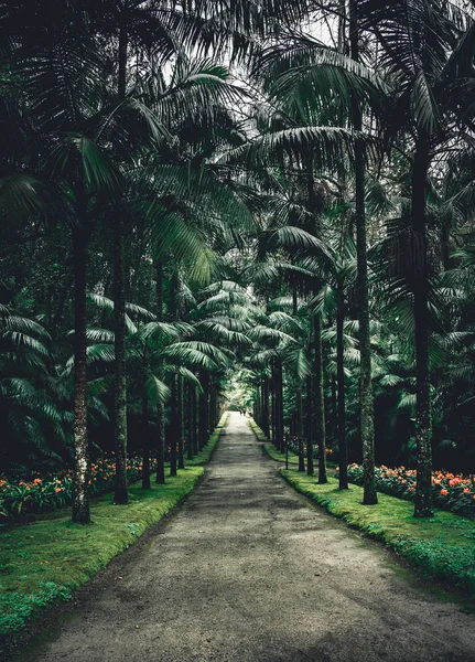 Le Terra Nostra Garden Park sur l'île de Sao Miguel, Furnas, Açores. Il est situé au milieu de ce magnifique système d'eau . — Photo