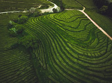 Yeşil çay terası plantasyon Gorreana yukarıdan sis, drone atış, Azores adaları. Avrupa'nın en eski ve şu anda sadece çay ekimi. Kuş bakışı, havadan panoramik görünüm.