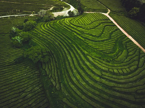 Terrasse de thé vert plantation Gorreana dans le brouillard d'en haut, tir de drone, les îles Açores. La plus ancienne, et actuellement la seule, plantation de thé en Europe. Vue aérienne, vue panoramique aérienne . — Photo