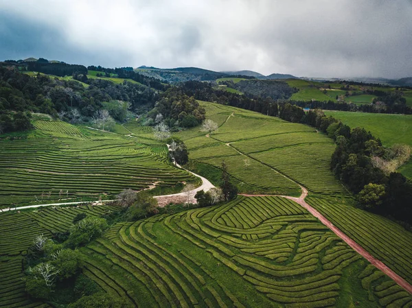 Terraço de chá verde plantação Gorreana no nevoeiro de cima, tiro drone, ilhas dos Açores. A plantação de chá mais antiga e atualmente apenas na Europa. Vista de olho de pássaro, vista panorâmica aérea . — Fotografia de Stock