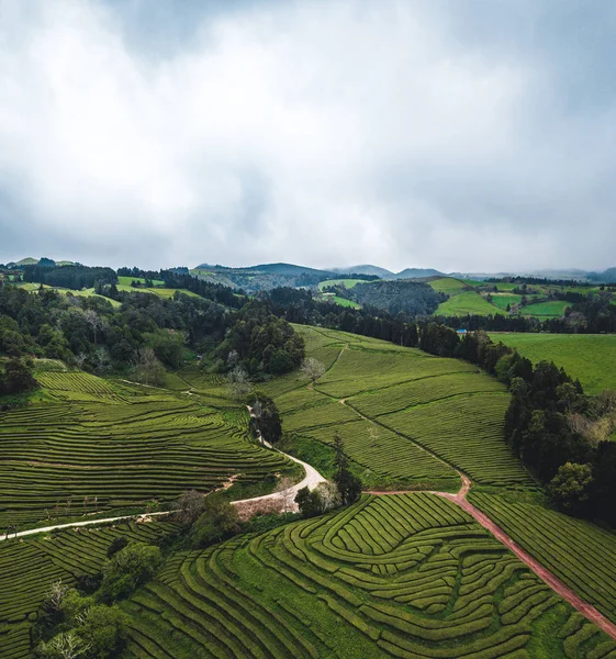 Té verde terraza plantación Gorreana en la niebla desde arriba, tiro con drones, Islas Azores. La más antigua, y actualmente única, plantación de té en Europa. Vista de pájaro, vista panorámica aérea . —  Fotos de Stock