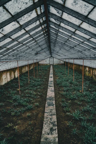 Σειρές φυτών ανανά που αναπτύσσονται στη φυτεία, Αζόρες, Πορτογαλία. Ανανάς A Arruda. το θερμοκήπιο της συγκομιδής του ανανά — Φωτογραφία Αρχείου
