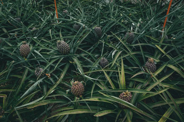 Ряди ананасів рослина росте в плантації, Азорські острови, Португалія. Ананаси на Арруда. ананас врожаю парникових — стокове фото