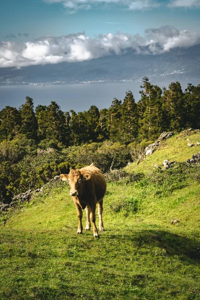 Koeien in de buurt van Straight En3 longitudinale weg ten noordoosten van de berg Pico en het silhouet van de berg Pico along, het eiland Pico, de Azoren, Portugal. — Stockfoto