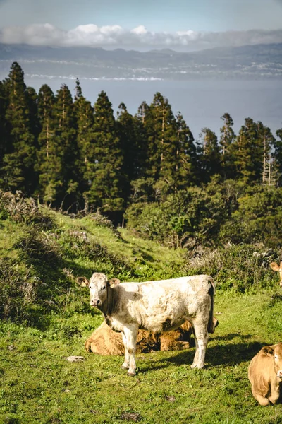Pico Dağı'nın kuzeydoğusundaki Straight En3 uzunlamasına yol ve Pico Dağı'nın silueti yakınlarındaki inekler, Pico adası, Azores, Portekiz. — Stok fotoğraf