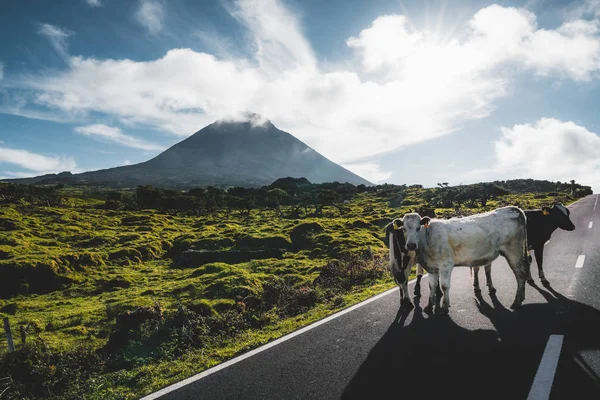 Vacas de pie en la carretera longitudinal EN3 al noreste del Monte Pico y la silueta del Monte Pico a lo largo de la isla de Pico, Azores, Portugal . — Foto de Stock