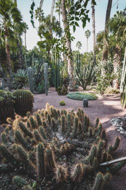 The Majorelle Garden, Fas 'ın başkenti Marakeş' te yer alan bir botanik bahçesi. Jardin Majorelle Kaktüsü ve tropik palmiyeler. Çöl ülkesinin içindeki cennet