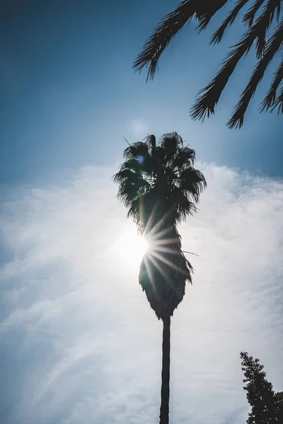 Μεμονωμένο ενιαίο φοίνικα σε καθαρό μπλε φόντο του ουρανού. Ήλιος καιρός με φωτεινά σύννεφα στο παρασκήνιο. Τραβήχτηκε στο Μαρακές, Μαρόκο. — Φωτογραφία Αρχείου