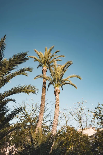 Palmier isolé sur fond bleu ciel clair. Météo ensoleillée avec de légers nuages en arrière-plan. Prise à Marrakech, Maroc. — Photo