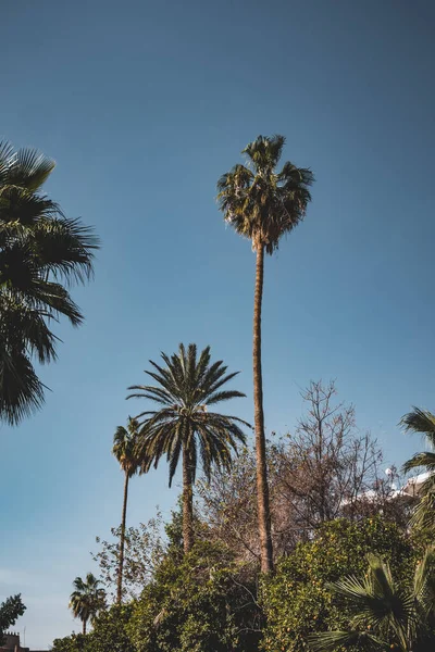 Singola palma isolata su sfondo cielo blu chiaro. Tempo soleggiato con nuvole chiare sullo sfondo. Preso a Marrakech, Marocco. — Foto Stock