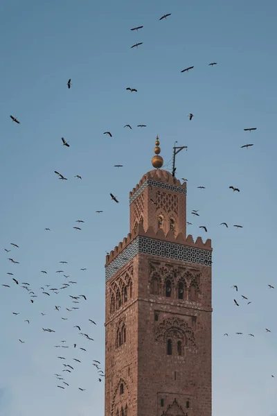 Hatalmas gólyacsorda repked a marokkói Marrakech medinájában, a Koutoubia mecset minaretjében. Naplementekor, alkonyatkor.. — Stock Fotó
