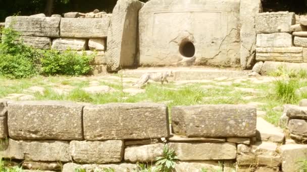 Gato, habitante do dolmen antigo. Vista do edifício antigo dolmen entre árvores, 4k. borrão de fundo — Vídeo de Stock