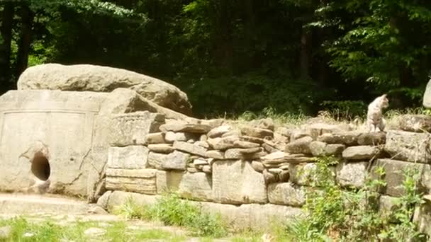 Katt, invånare i det antika dolmen. Beskåda av den antika byggnaden dolmen bland träd, 4k. bakgrundsoskärpa — Stockvideo