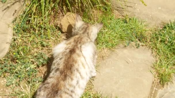 Gato feliz apreciando a raiz da planta na grama no jardim. close-up, 4k, borrão de fundo — Vídeo de Stock