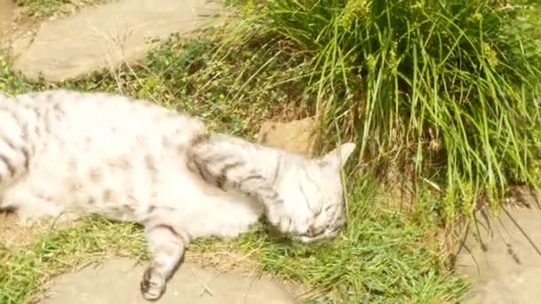 Счастливая кошка наслаждается корнем растения в траве в саду. макро, 4к, размытие фона — стоковое видео