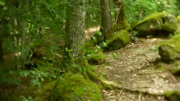 Antik Bina dolmen ağaçları, 4k arasında bir bakış. arka plan bulanıklık — Stok video