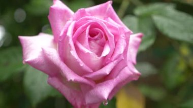 yakın çekim. 4 k. bir yağmur sonra pembe bir gül çiçek.