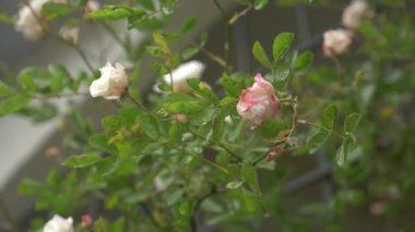 Büyük bush dikey çevre düzenlemesi için çiçekli beyaz-pembe Güllü. yağmur sırasında. 4k, ağır çekim