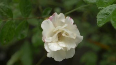 yakın çekim. 4 k. yağmurdan sonra beyaz bir gül çiçek.