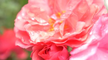 yakın çekim. 4 k. bir yağmur sonra pembe bir gül çiçek.