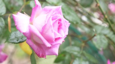 yakın çekim. 4 k. bir yağmur sonra pembe bir gül çiçek.