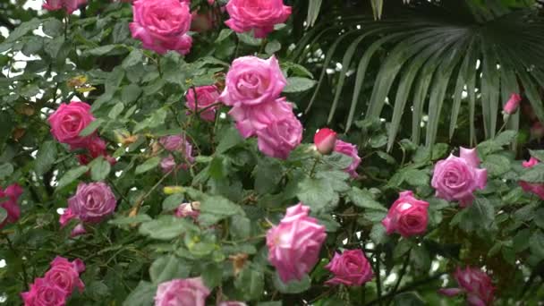 Arbusto grande com rosas rosa florescendo para paisagismo vertical contra o fundo de folhas de palmeira. durante a chuva. 4k, câmera lenta — Vídeo de Stock