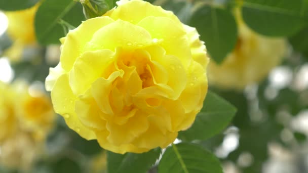 Yakın Çekim Bir Yağmur Sonra Sarı Bir Gül Çiçek — Stok video