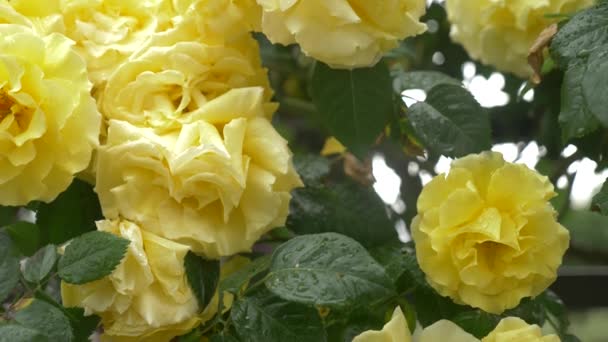 Primer plano. 4k. flor de una rosa amarilla después de una lluvia . — Vídeos de Stock