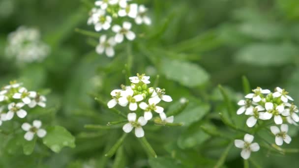 Watercress jardim de ervas, pequenas flores de plantas brancas close-up. 4k, câmera lenta — Vídeo de Stock