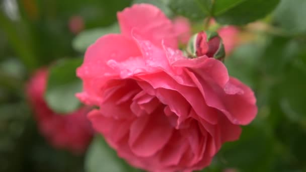 Close-up. 4k. a flower of a pink rose after a rain. — Stock Video