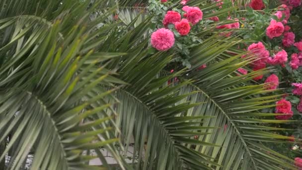 Arbusto grande com rosas rosa florescendo para paisagismo vertical contra o fundo de folhas de palmeira. durante a chuva. 4k, câmera lenta — Vídeo de Stock