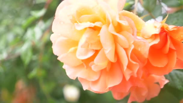 Primer plano. 4k. una flor de una rosa naranja después de una lluvia . — Vídeo de stock