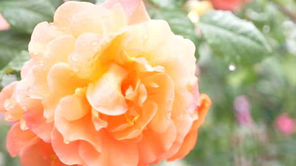 Close-up. 4 k. een bloem van een sinaasappel steeg na een regen. — Stockvideo