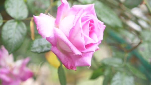 Close-up. 4k. a flower of a pink rose after a rain. — Stock Video