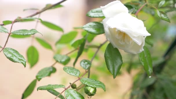 Primer plano. 4k. una rosa blanca después de la lluvia . — Vídeos de Stock