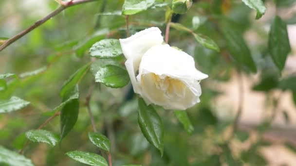 Gros plan. 4k. une fleur de rose blanche après la pluie . — Video