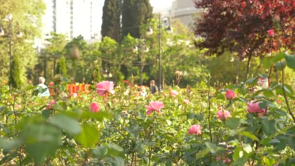 4K, tiro em câmara lenta, um canteiro de flores de rosas rosa. rosa jardim — Vídeo de Stock