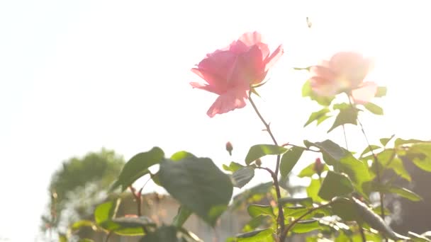 4k, cámara lenta, rosa rosa. resplandor solar . — Vídeo de stock