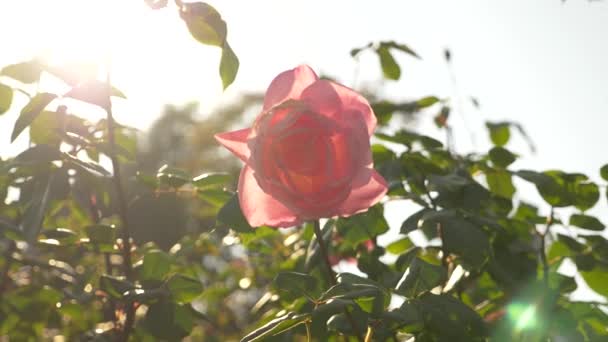 4 k, Zpomalený, růžové růže květ. sluneční záře. — Stock video