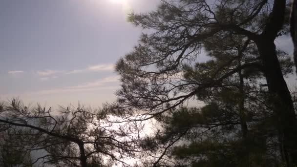 Na šířku na pláži ve stínu borovic a klidné modré moře při západu slunce. 4k — Stock video