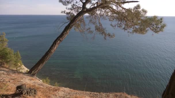 Liggande vy över stranden under tallarna och lugna blå havet vid solnedgången. 4k — Stockvideo