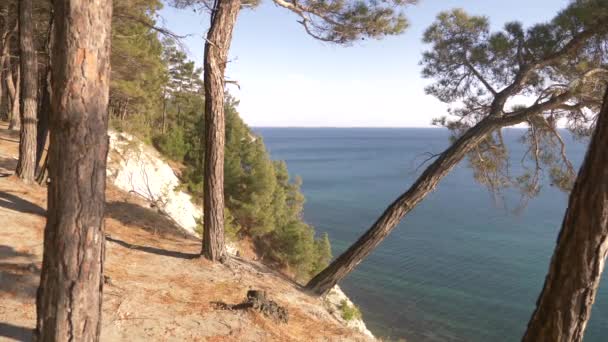 Paisaje vista de la playa bajo los pinos y tranquilo mar azul al atardecer. 4k — Vídeo de stock