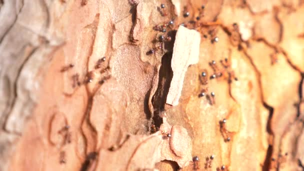 Formiche sulla corteccia di un albero nella foresta. primo piano, 4k — Video Stock