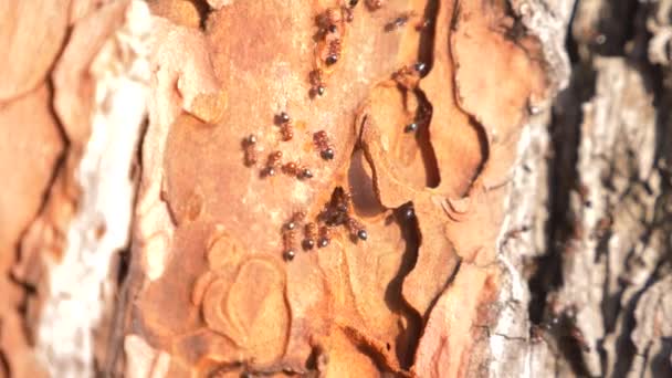 Ants on the bark of a tree in the forest. close-up, 4k — Stock Video