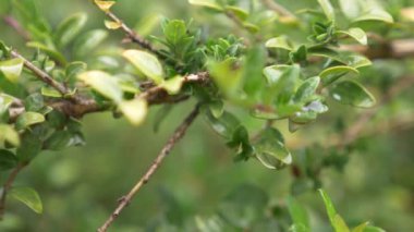 Bir damla yağmur su yeşil arka planlı, 4 k, yavaş hareket ile yaprak