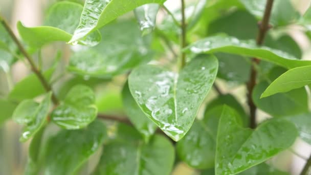 Φύλλο με μια σταγόνα του νερού της βροχής σε πράσινο φόντο, 4k, αργή κίνηση — Αρχείο Βίντεο