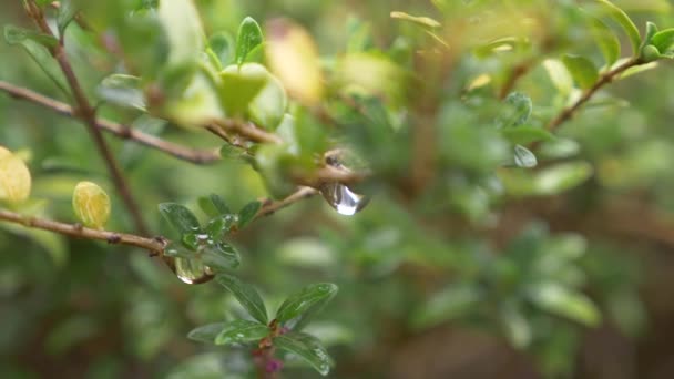 Hoja con una gota de agua de lluvia con fondo verde, 4k, cámara lenta — Vídeo de stock