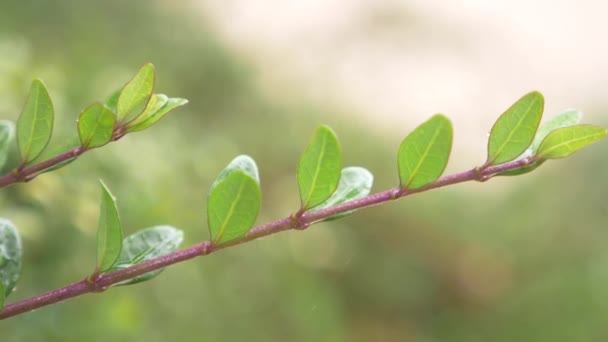 Blad met een druppel regenwater met een groene achtergrond, 4k, slow-motion — Stockvideo