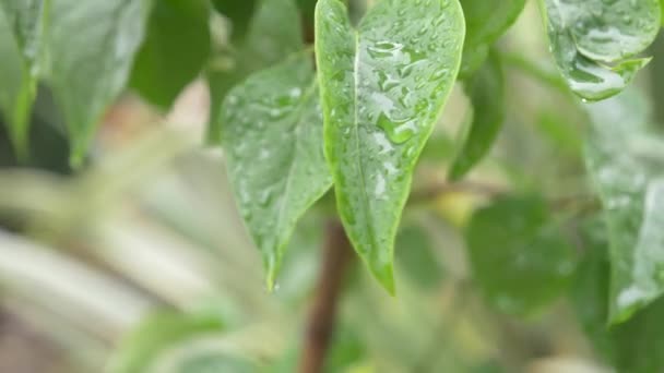 背景が緑色、4 k、スローモーションの雨水の滴と葉します。 — ストック動画
