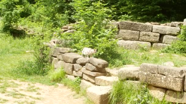 Gatto, abitante dell'antico dolmen. Veduta dell'antico edificio dolmen tra gli alberi, 4k. sfocatura sfondo — Video Stock